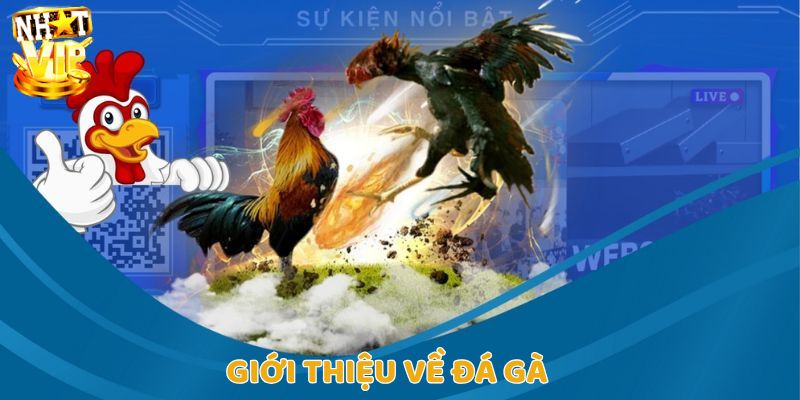 Giới thiệu vài nét cơ bản về đá gà tại Nhatvip