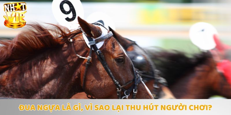 Tìm hiểu ngay loại hình các cược đua ngựa hothit