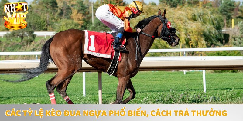 Tỷ lê kèo vô cùng hấp dân dành cho những người tham gia